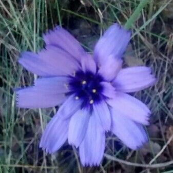 Catananche caerulea Flower