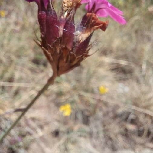 Dianthus carthusianorum Flower