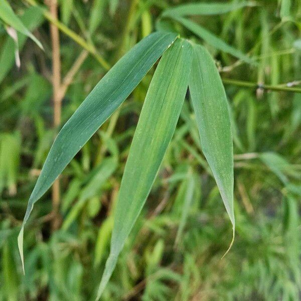 Phyllostachys aurea Blad