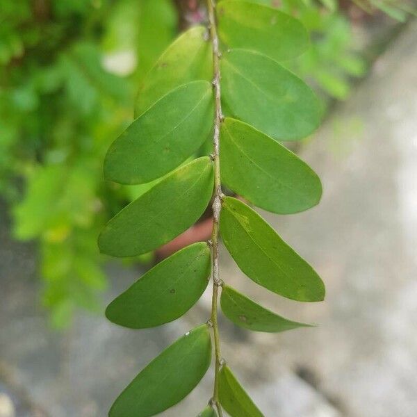 Phyllanthus pulcher Frunză