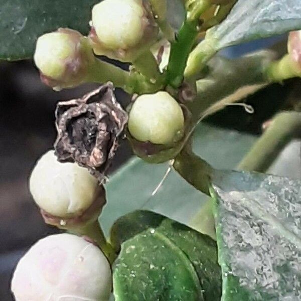 Citrus medica Flower