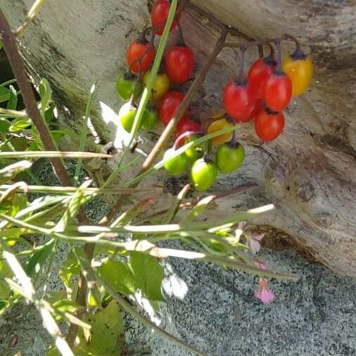 Solanum dulcamara Owoc