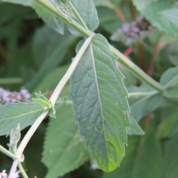 Mentha longifolia Lehti