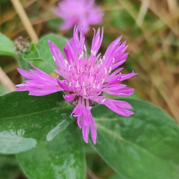 Centaurea nigrescens ᱵᱟᱦᱟ