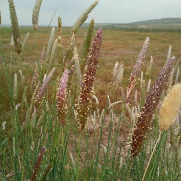 Phalaris aquatica Virág