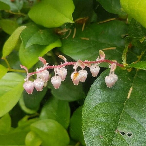 Gaultheria shallon Blüte