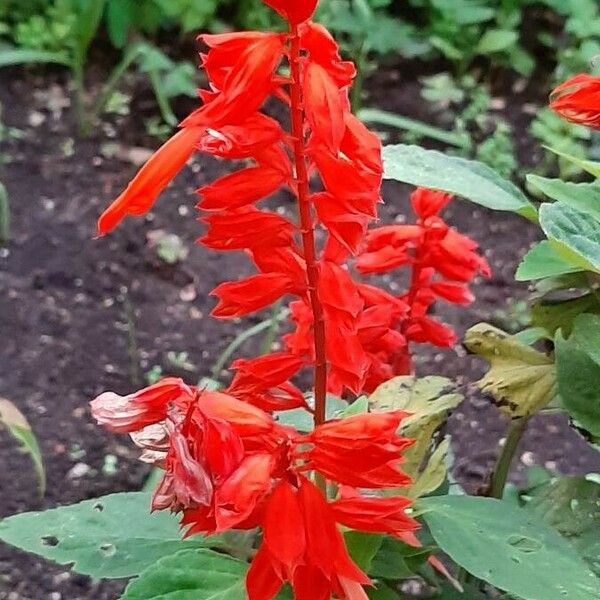 Salvia splendens Žiedas