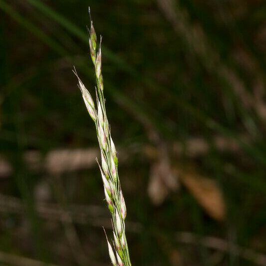 Avenella flexuosa Blomst