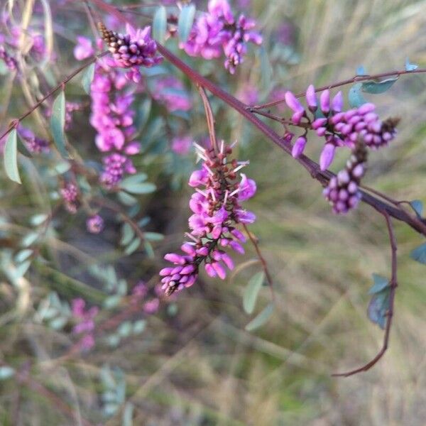 Indigofera australis Квітка