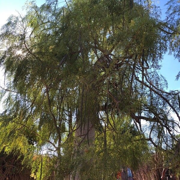 Moringa drouhardii Habitus