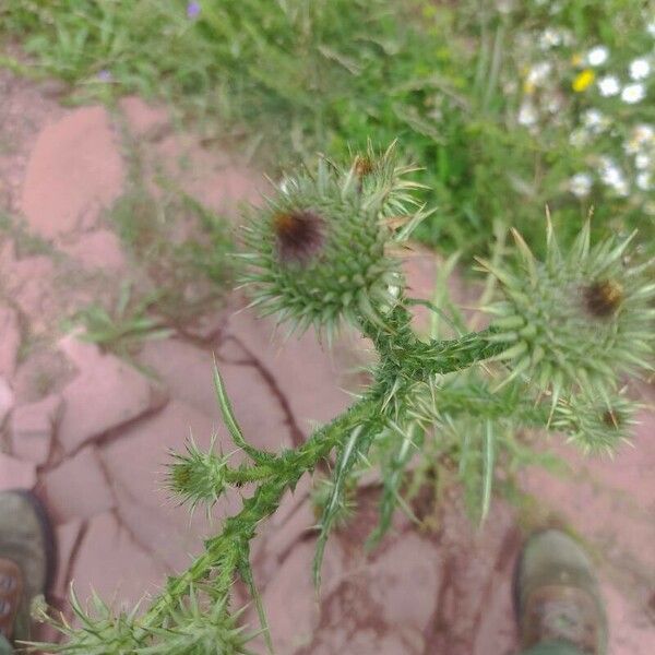 Onopordum tauricum Flor