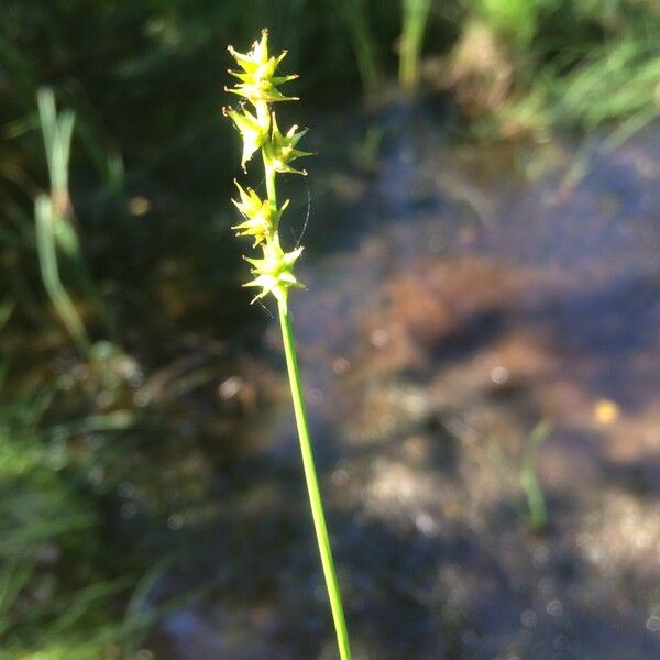 Carex echinata 花