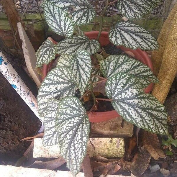 Begonia aconitifolia Leaf