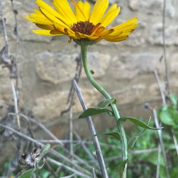 Calendula officinalis Λουλούδι