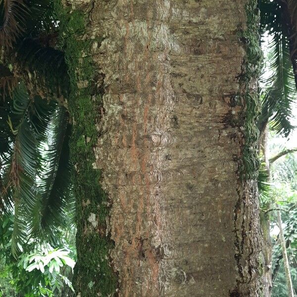 Cycas circinalis Coajă