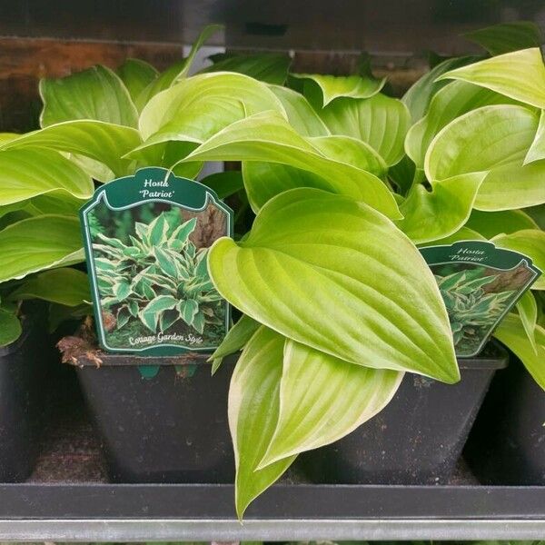 Hosta plantaginea Листок