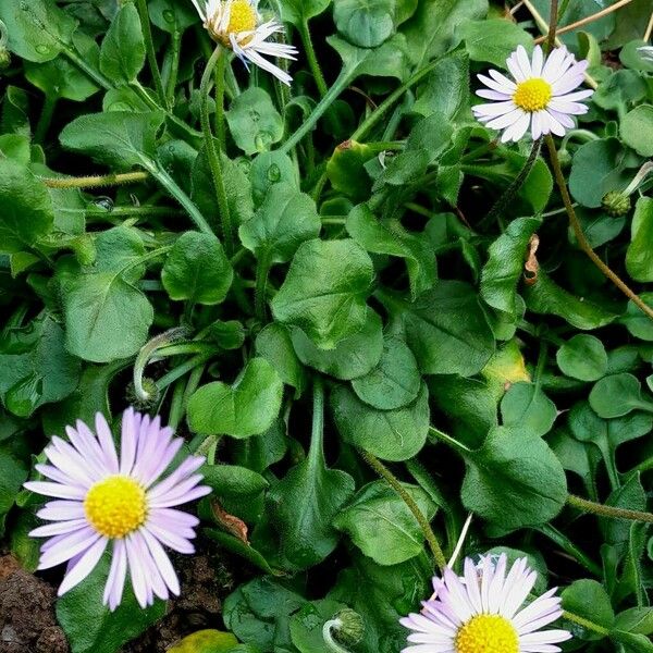 Bellis rotundifolia Агульны выгляд