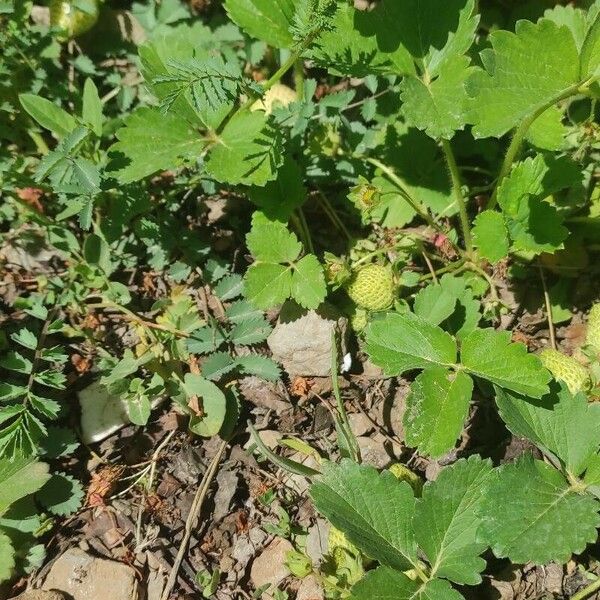 Fragaria virginiana পাতা