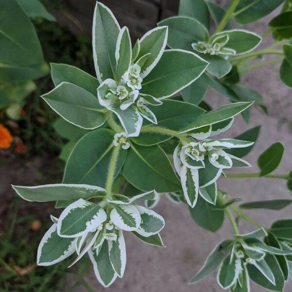 Euphorbia marginata Folha