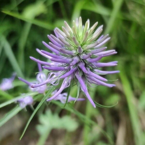 Phyteuma scheuchzeri Blomma