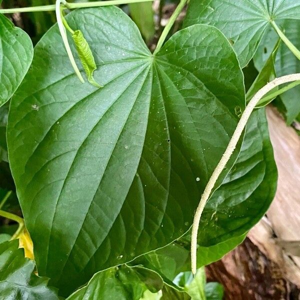 Piper marginatum Blad