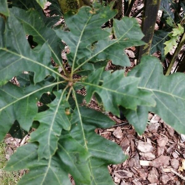 Quercus coccinea পাতা