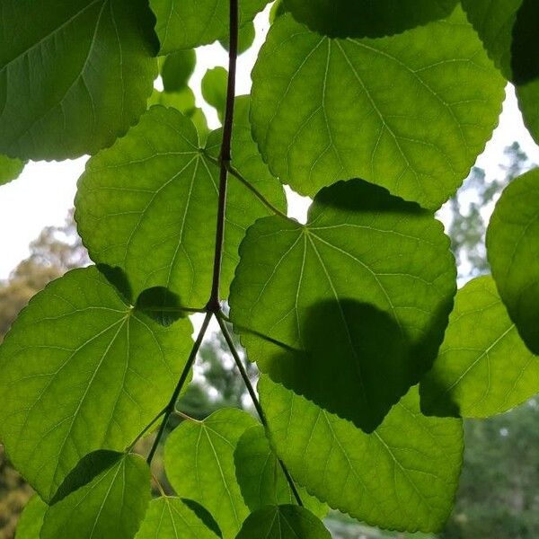 Cercidiphyllum japonicum Fuelha