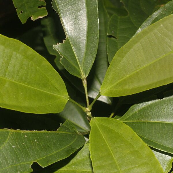 Hasseltia floribunda Leht