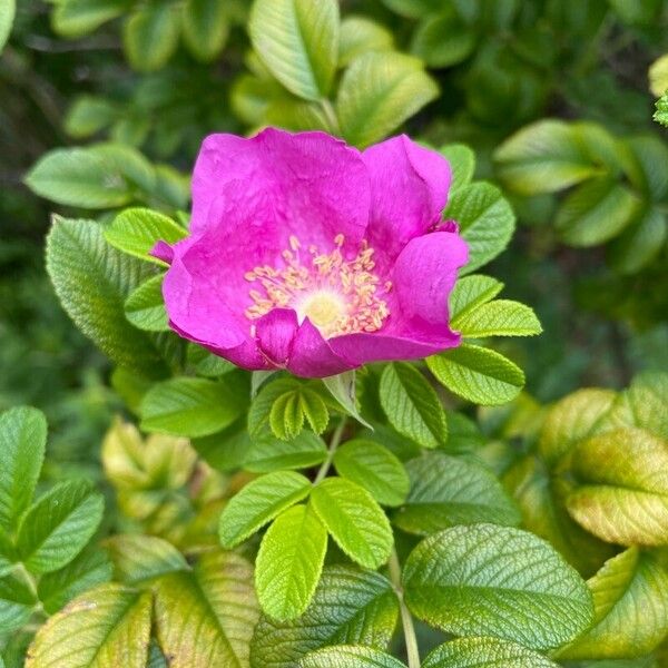 Rosa rugosa Flower