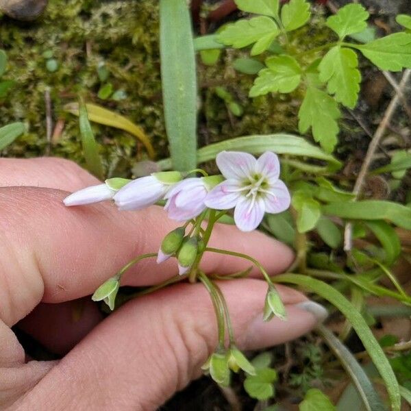 Claytonia virginica Žiedas