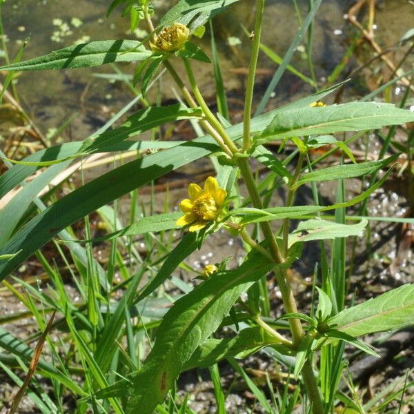 Bidens cernua ফুল