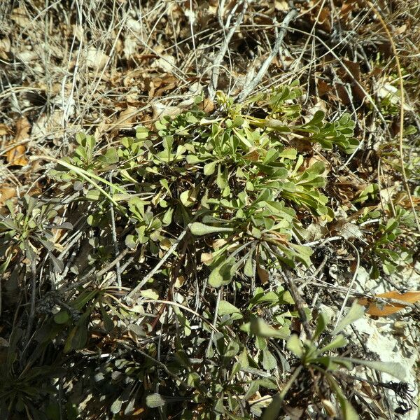 Globularia cordifolia Hábitos