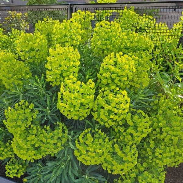 Euphorbia × martini Flors