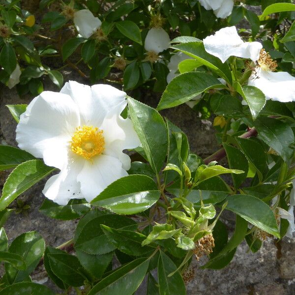 Rosa laevigata ফুল