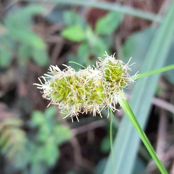 Carex sororia Floare