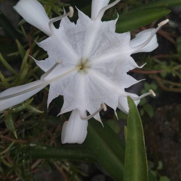 Pancratium zeylanicum Fleur