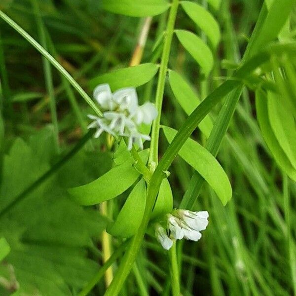 Vicia hirsuta फूल