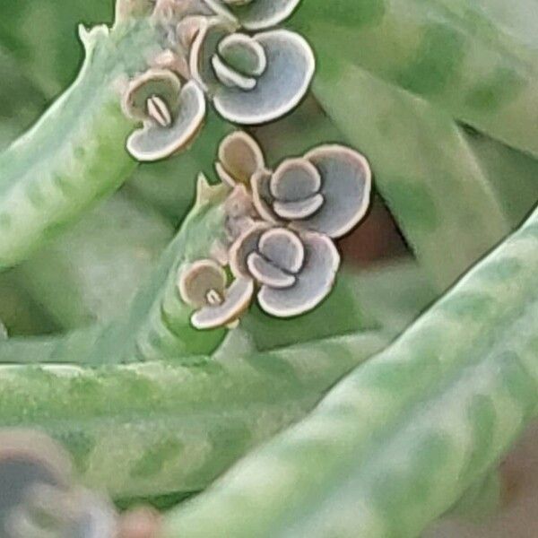 Kalanchoe delagoensis Leaf