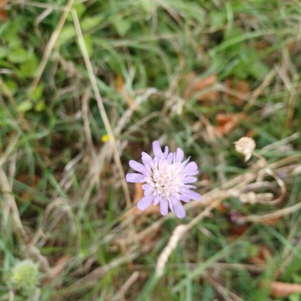 Knautia arvensis Flower