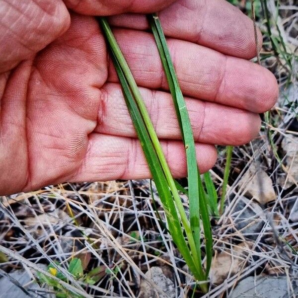 Allium roseum Folha