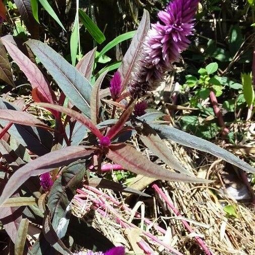 Celosia argentea Лист