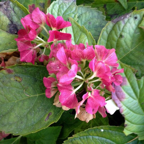 Hydrangea macrophylla Blomma