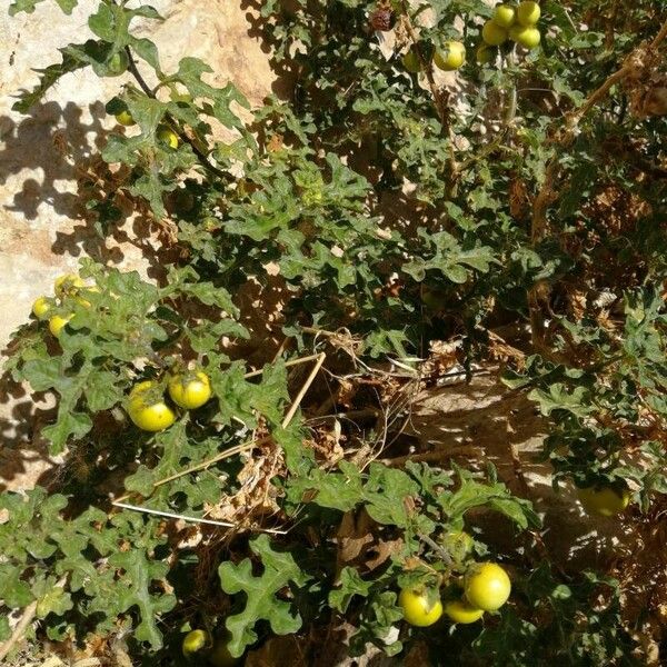 Solanum linnaeanum Облик