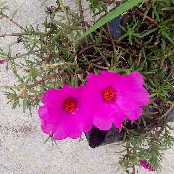 Portulaca grandiflora Flower