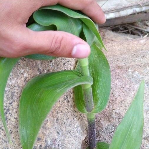 Tradescantia ambigua Bark