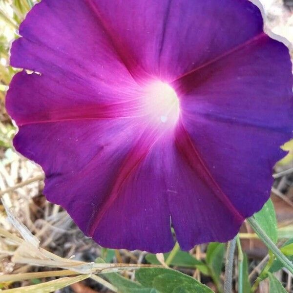 Ipomoea purpurea Flower