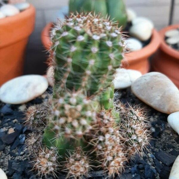 Echinocereus coccineus Bark