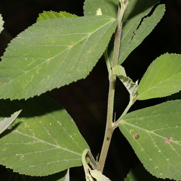 Sida rhombifolia Blatt