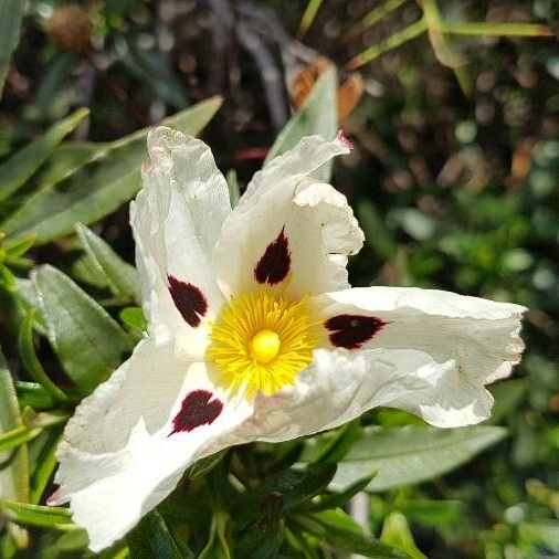 Cistus ladanifer 花