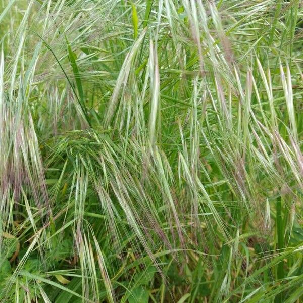 Bromus diandrus ഇല